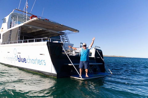 Swim With Whale Sharks- The Largest Fish In The World! - Attractions 41