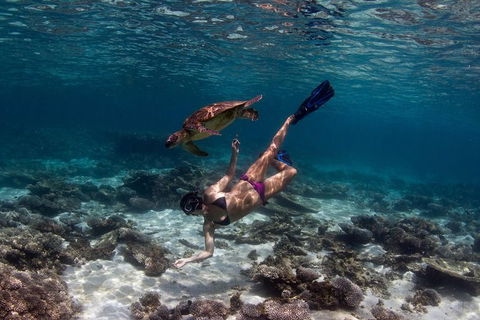Swim With Whale Sharks- The Largest Fish In The World! - Attractions 11