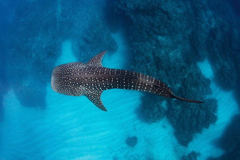 Swim With Whale Sharks- The Largest Fish In The World! - Attractions 14