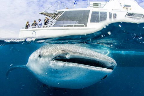 Swim With Whale Sharks- The Largest Fish In The World! - Attractions 34