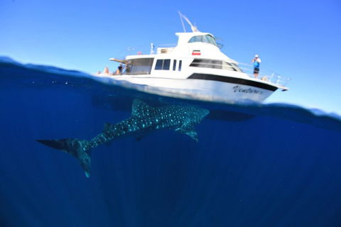 Swim With Whale Sharks- The Largest Fish In The World! - Attractions 26
