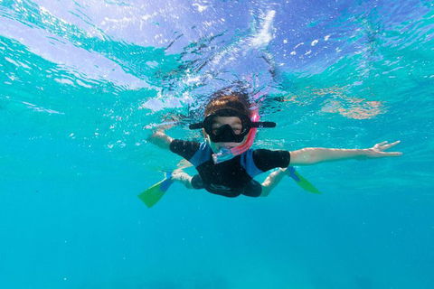 Swim With Whale Sharks- The Largest Fish In The World! - Attractions 19
