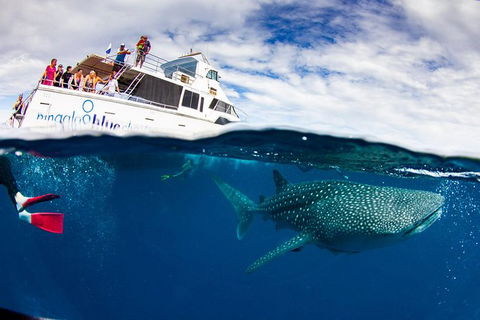 Swim With Whale Sharks- The Largest Fish In The World! - Attractions 35