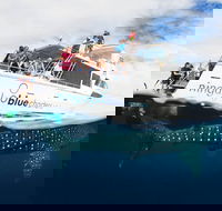 VIP luxury chartered escapes exploring the reef at your own pace - Attractions