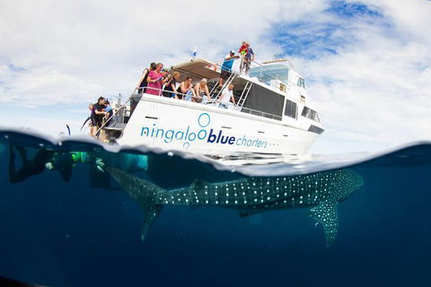 VIP Luxury Chartered Escapes, Exploring The Reef At Your Own Pace - Attractions 0