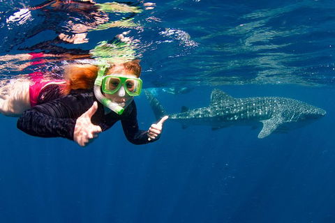 VIP Luxury Chartered Escapes, Exploring The Reef At Your Own Pace - Attractions 20