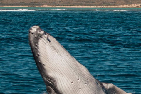VIP Luxury Chartered Escapes, Exploring The Reef At Your Own Pace - Attractions 3