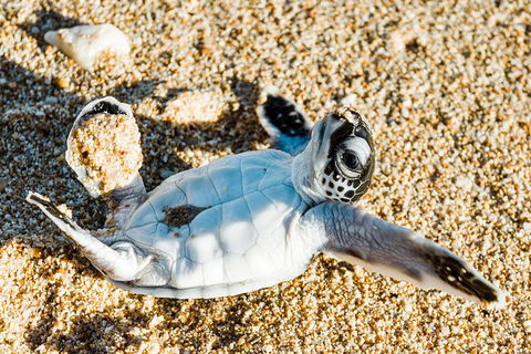 VIP Luxury Chartered Escapes, Exploring The Reef At Your Own Pace - Attractions 38