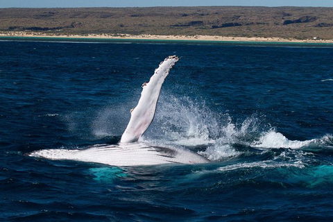 VIP Luxury Chartered Escapes, Exploring The Reef At Your Own Pace - Attractions 7