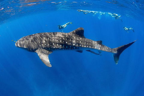 VIP Luxury Chartered Escapes, Exploring The Reef At Your Own Pace - Attractions 27