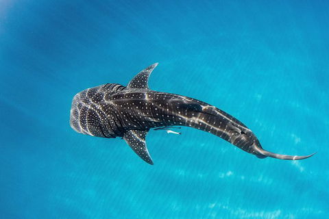 VIP Luxury Chartered Escapes, Exploring The Reef At Your Own Pace - Attractions 18