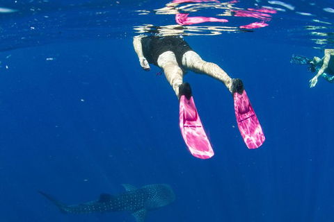 VIP Luxury Chartered Escapes, Exploring The Reef At Your Own Pace - Attractions 49