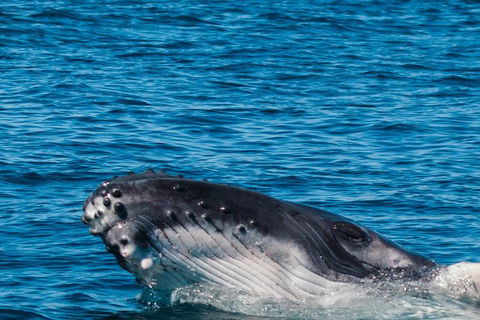 VIP Luxury Chartered Escapes, Exploring The Reef At Your Own Pace - Attractions 14