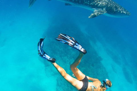VIP Luxury Chartered Escapes, Exploring The Reef At Your Own Pace - Attractions 26