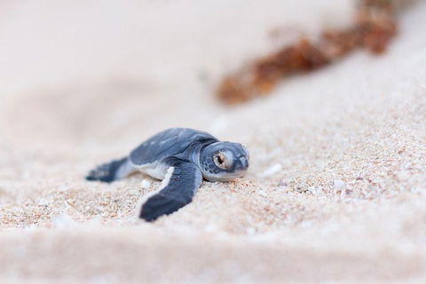 VIP Luxury Chartered Escapes, Exploring The Reef At Your Own Pace - Attractions 6