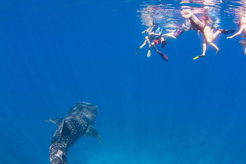 VIP Luxury Chartered Escapes, Exploring The Reef At Your Own Pace - Attractions 22