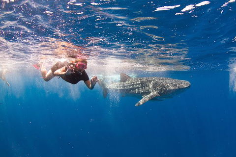 VIP Luxury Chartered Escapes, Exploring The Reef At Your Own Pace - Attractions 8