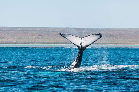 VIP Luxury Chartered Escapes, Exploring The Reef At Your Own Pace - Attractions 12