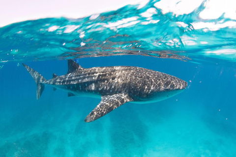 VIP Luxury Chartered Escapes, Exploring The Reef At Your Own Pace - Attractions 15