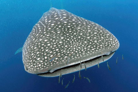 VIP Luxury Chartered Escapes, Exploring The Reef At Your Own Pace - Attractions 46
