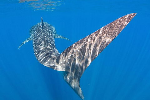 VIP Luxury Chartered Escapes, Exploring The Reef At Your Own Pace - Attractions 37