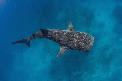 VIP Luxury Chartered Escapes, Exploring The Reef At Your Own Pace - Attractions 34