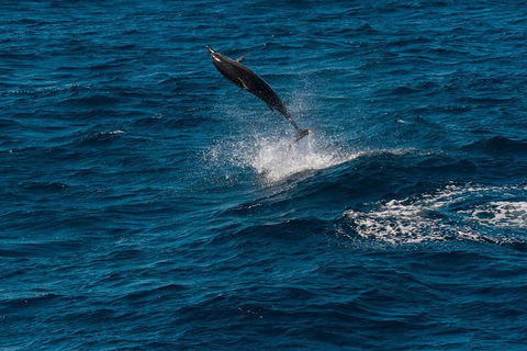 VIP Luxury Chartered Escapes, Exploring The Reef At Your Own Pace - Attractions 42
