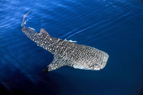 VIP Luxury Chartered Escapes, Exploring The Reef At Your Own Pace - Attractions 30