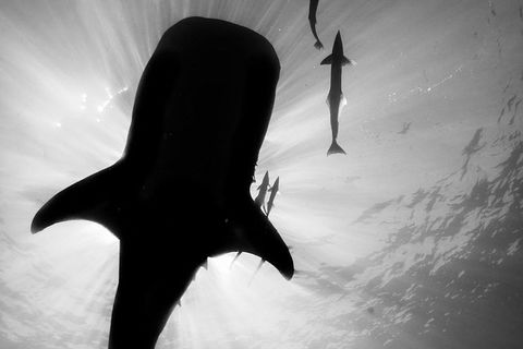 VIP Luxury Chartered Escapes, Exploring The Reef At Your Own Pace - Attractions 16