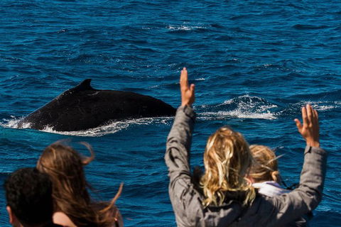 VIP Luxury Chartered Escapes, Exploring The Reef At Your Own Pace - Attractions 21
