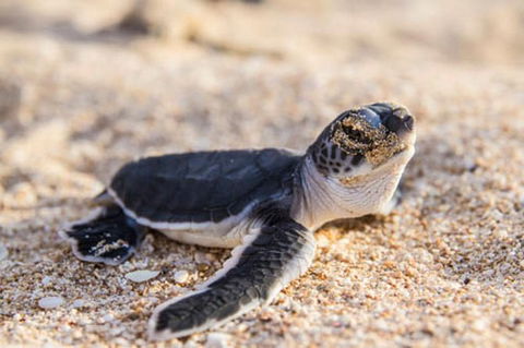 VIP Luxury Chartered Escapes, Exploring The Reef At Your Own Pace - Attractions 28