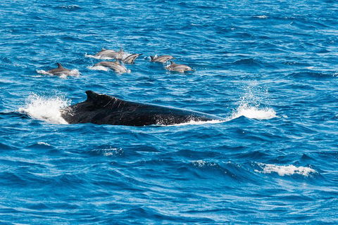 VIP Luxury Chartered Escapes, Exploring The Reef At Your Own Pace - Attractions 19