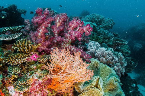 VIP Luxury Chartered Escapes, Exploring The Reef At Your Own Pace - Attractions 33