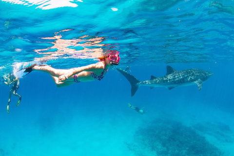 VIP Luxury Chartered Escapes, Exploring The Reef At Your Own Pace - Attractions 35