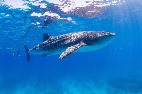 VIP Luxury Chartered Escapes, Exploring The Reef At Your Own Pace - Attractions 9