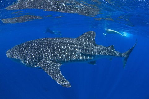 VIP Luxury Chartered Escapes, Exploring The Reef At Your Own Pace - Attractions 31