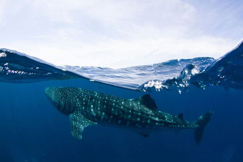 VIP Luxury Chartered Escapes, Exploring The Reef At Your Own Pace - Attractions 51