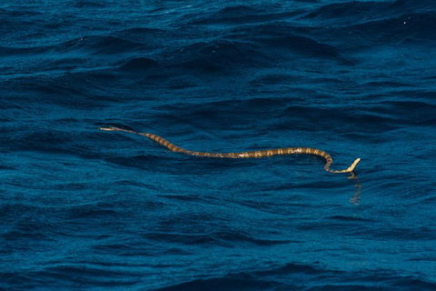 VIP Luxury Chartered Escapes, Exploring The Reef At Your Own Pace - Attractions 23