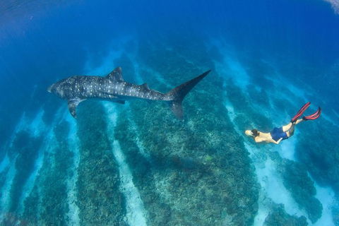 VIP Luxury Chartered Escapes, Exploring The Reef At Your Own Pace - Attractions 47
