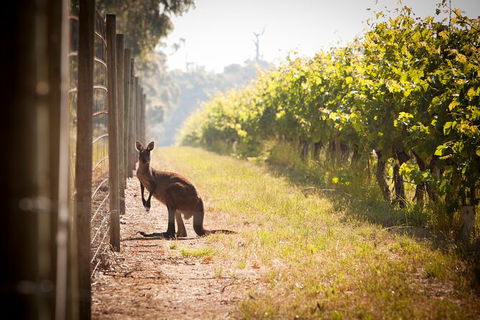 Cape Mentelle Behind The Scenes Tour With Food & Wine Pairing - Attractions 4