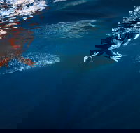 Deluxe WhaleShark Swim Tour on the Ningaloo Reef from Exmouth - Attractions