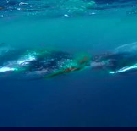 Humpback Whale Swim Tour - Attractions