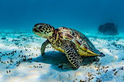 Turtle And Reef Adventure - Attractions 0