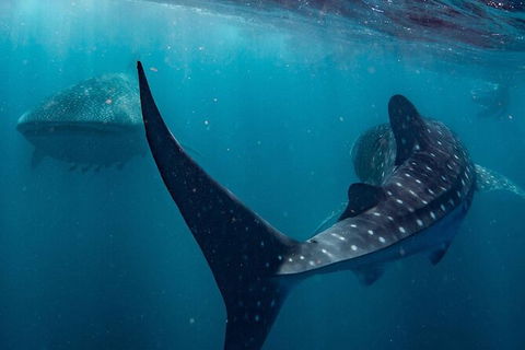 Whale Shark Swim By Catamaran In Shoulder Season - Attractions 5