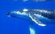 Whale Shark Swim By Catamaran In Shoulder Season - thumb 3