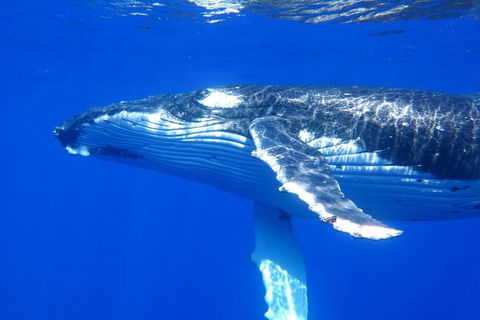 Whale Shark Swim By Catamaran In Shoulder Season - Attractions 3