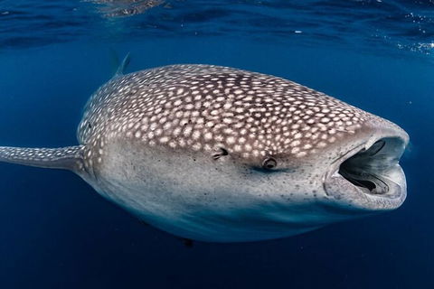 Whale Shark Swim By Catamaran In Shoulder Season - Attractions 4
