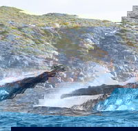Jet Boat Whale Watching Safari from Dunsborough - Attractions