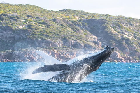 Jet Boat Whale Watching Safari From Dunsborough - Attractions 0