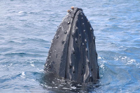 Jet Boat Whale Watching Safari From Dunsborough - Attractions 1